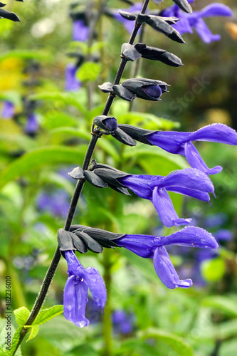 Vertical closeup of 'Black and Blue' blue anise sage (Salvia guaranitica 'Black and Blue'), showing the intense blue flowers and black calyces photo