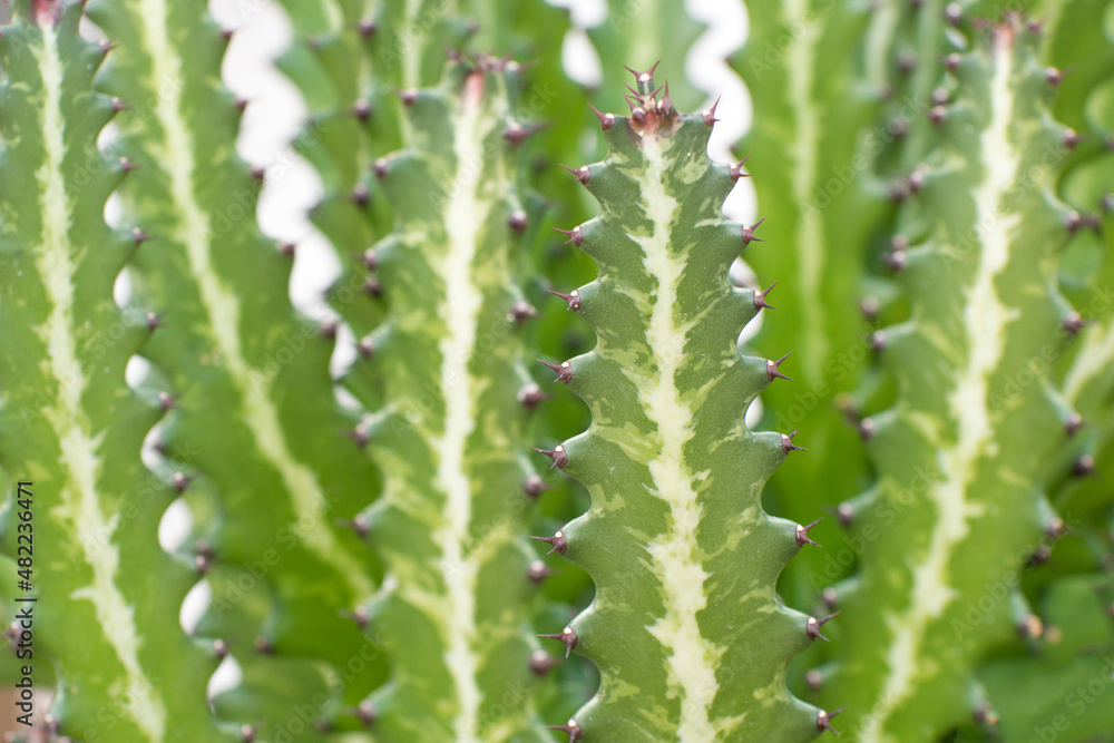 Background of green prickly cactus. Cactus in a green house. Background of green prickly cactus. Cactus in a green house.