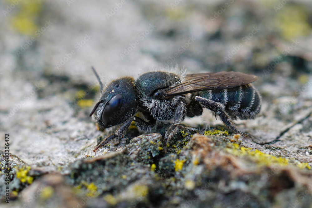 Coseup Of A Dark Female Blue Mason Bee Osmia Caerulescens Sitting On A coseup-of-a-dark-female-blue-mason-bee-osmia-caerulescens-sitting-on-a