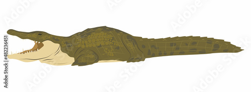 Nile crocodile Crocodylus niloticus lies on the ground with its large fangs open. Wild vector reptile of Africa
