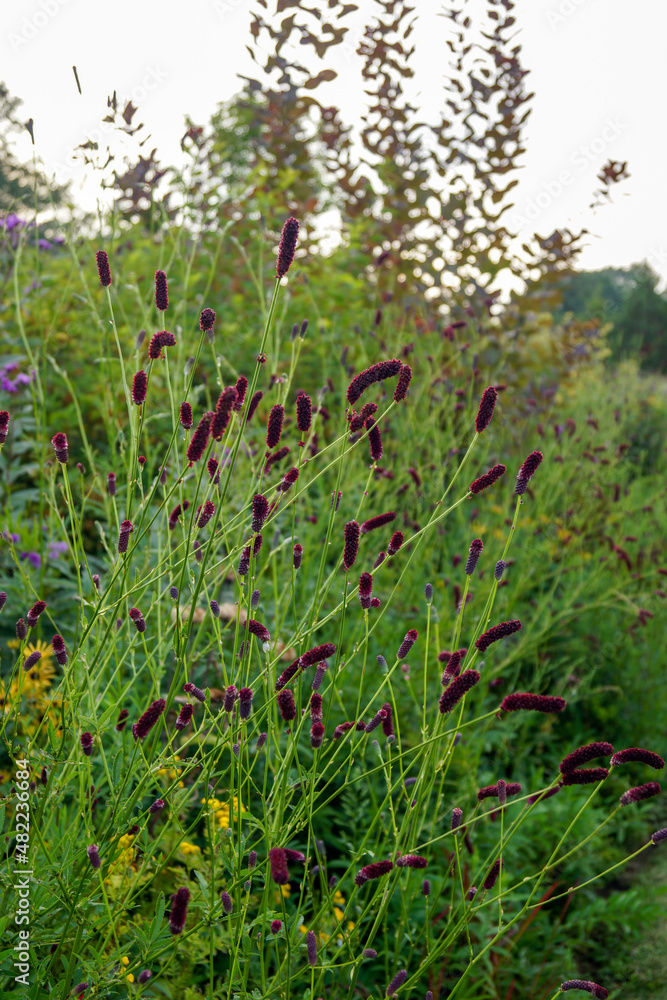 Vertical image of the flowers of purple Japanese burnet (Sanguisorba tenuifolia 'Purpurea') in a garden Vertical image of the flowers of purple Japanese burnet (Sanguisorba tenuifolia 'Purpurea') in a garden
