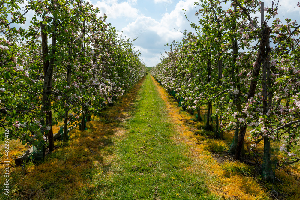 Spring pink blossom of apple trees on fruit orchards in Zeeland, Netherlands