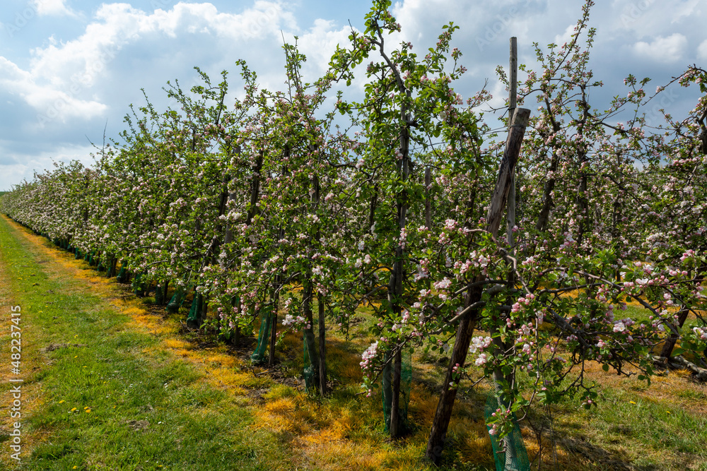 Spring pink blossom of apple trees on fruit orchards in Zeeland, Netherlands Spring pink blossom of apple trees on fruit orchards in Zeeland, Netherlands