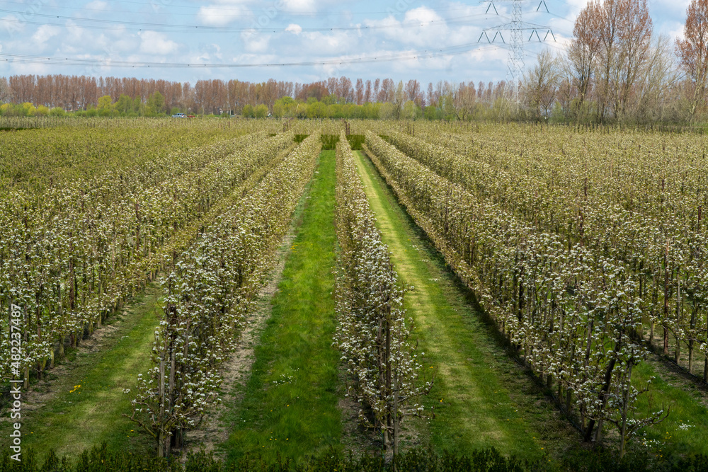 Spring white blossoms of pear trees on fruit orchards in Zeeland, Netherlands