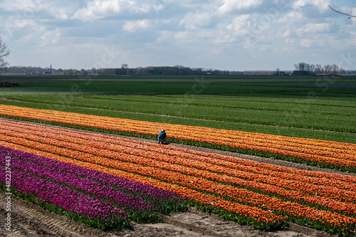 Tulips bulbs production in Netherlands  colorful spring fields with blossoming tulip flowers