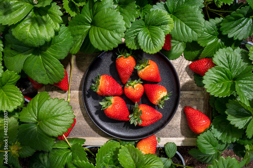 New harvest of ripe red sweet strawberry on farmer fiels and green leaves of strawberry plants top view photo