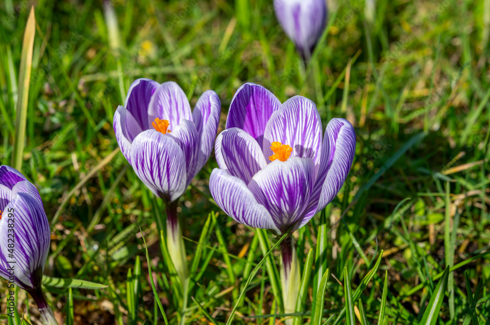 First spring flowers, blossom of purple crocusses First spring flowers, blossom of purple crocusses
