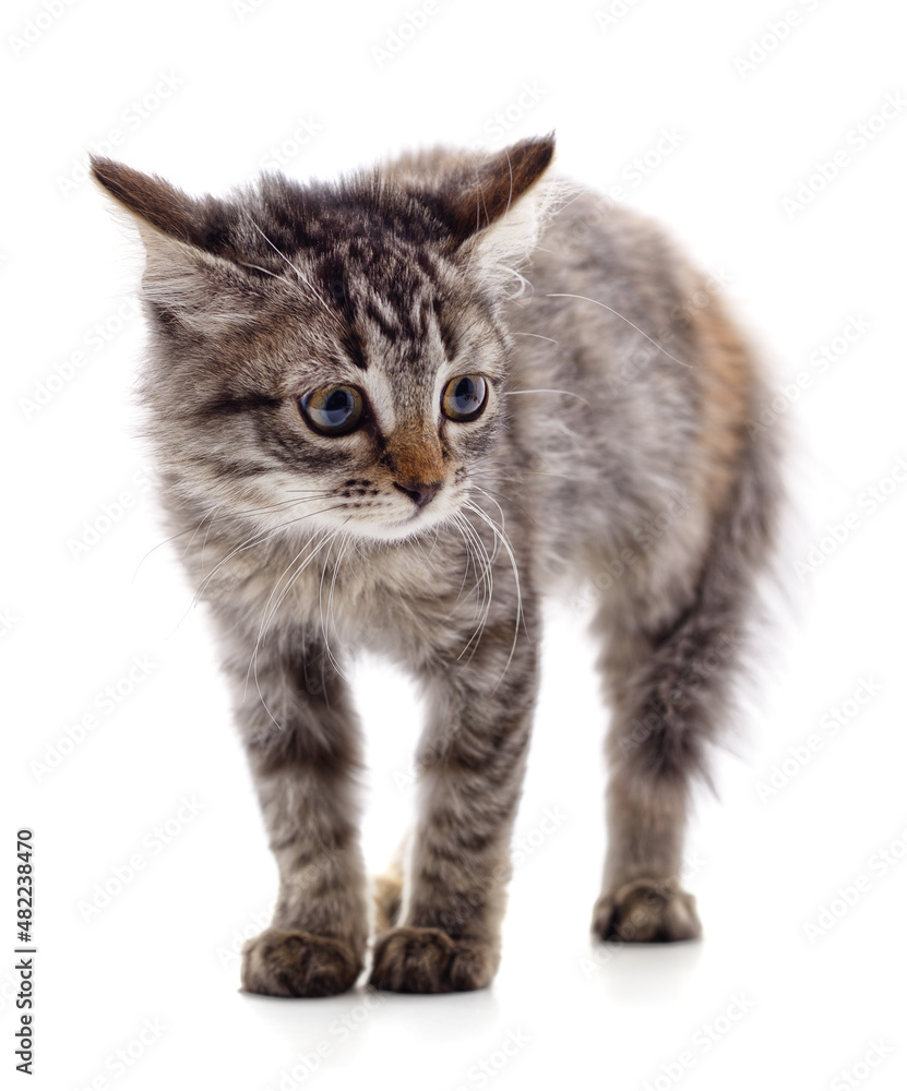 Obraz premium One gray kitten