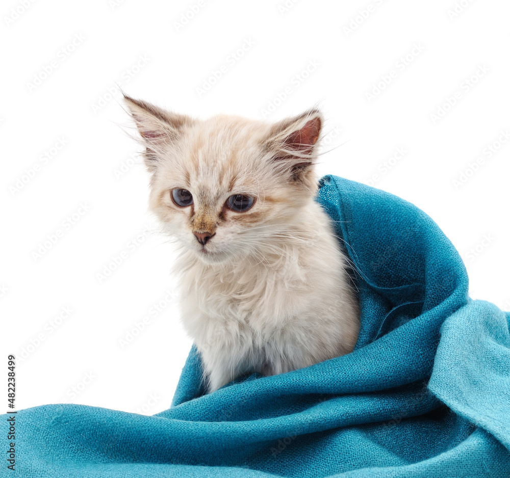 Kitten in a scarf.