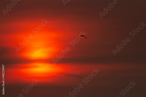 Bird flying in a cloudy red sunset sky