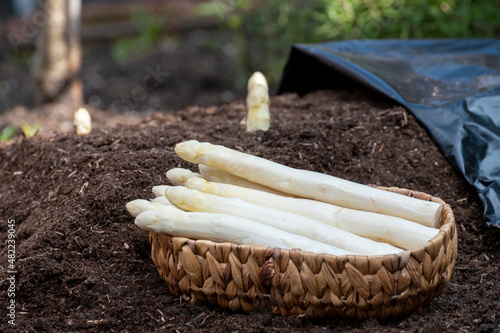 Harvesting on farm field of high quality Dutch white asparagus vegetables, growing asparagus, tasty vegetarian dinner