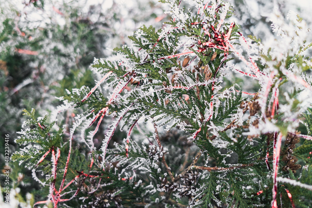 Red garland on a snow-covered cypress close up Red garland on a snow-covered cypress close up