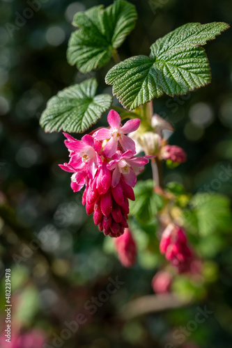 Spring blossom of pink Ribes sanguineum, flowering currant, redflower currant plant photo