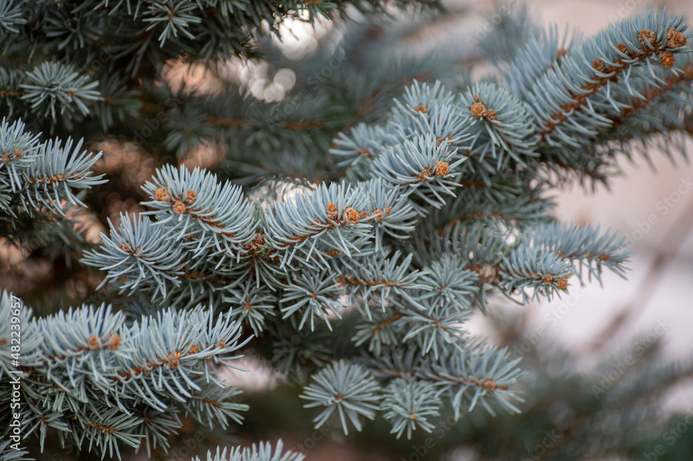 Blue spruce Picea pungens), also cogreen spruce or Colorado spruce with blue-green coloured needles coniferous tree