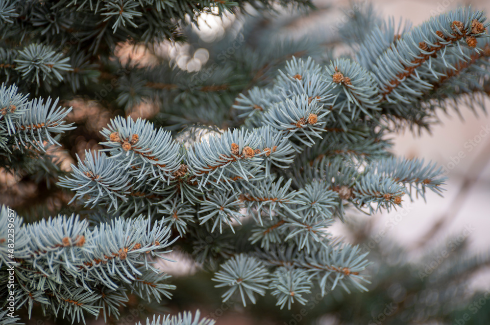 Blue spruce Picea pungens), also cogreen spruce or Colorado spruce with blue-green coloured needles coniferous tree Blue spruce Picea pungens), also cogreen spruce or Colorado spruce with blue-green coloured needles coniferous tree