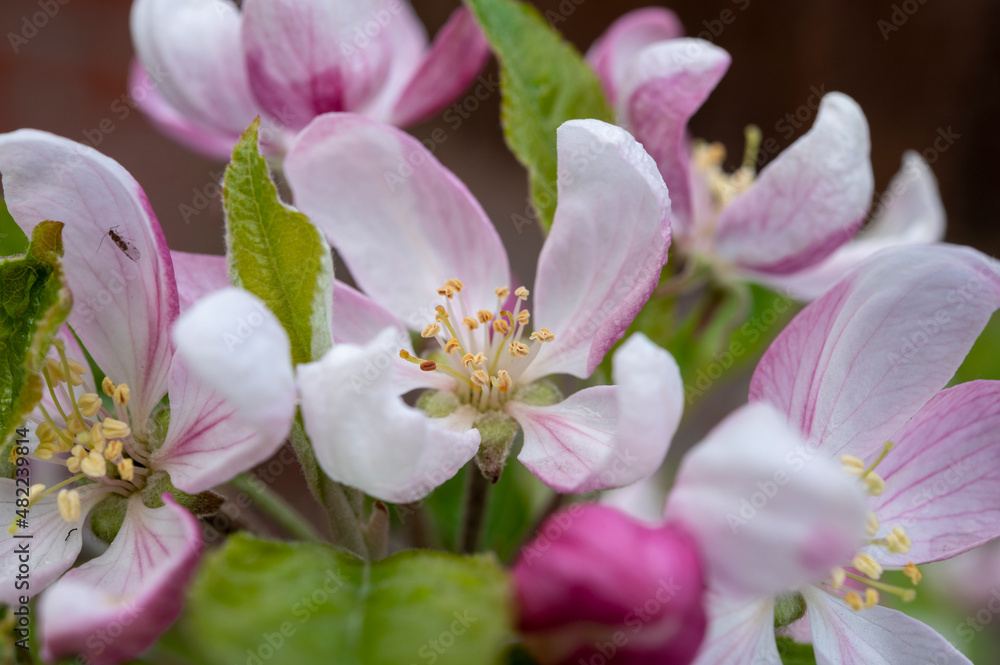 Spring pink blossom of apple trees on fruit orchards in Zeeland, Netherlands Spring pink blossom of apple trees on fruit orchards in Zeeland, Netherlands