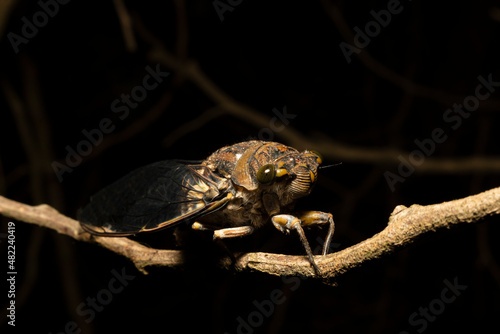 Details of a cicada perched on a branch photo