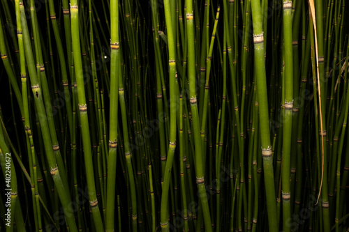 Fototapeta Naklejka Na Ścianę i Meble -  Green cane plant with black background