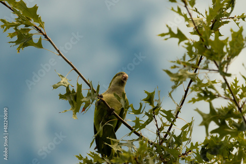 Green bird perched on a tree branch