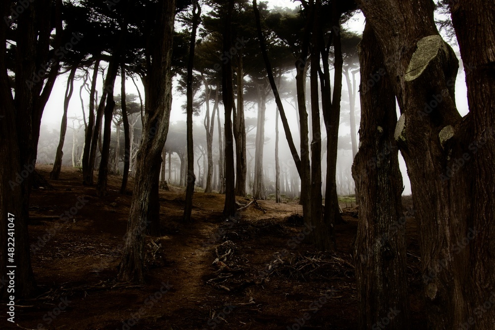 Obraz premium Path through Foggy Monterey Cypress Forest
