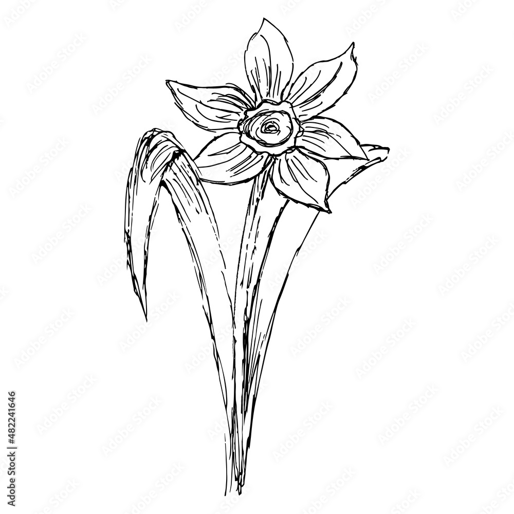 Obraz premium Freehand line art drawing of narcissus flower. Rough black and white vector sketch isolated on transparent background