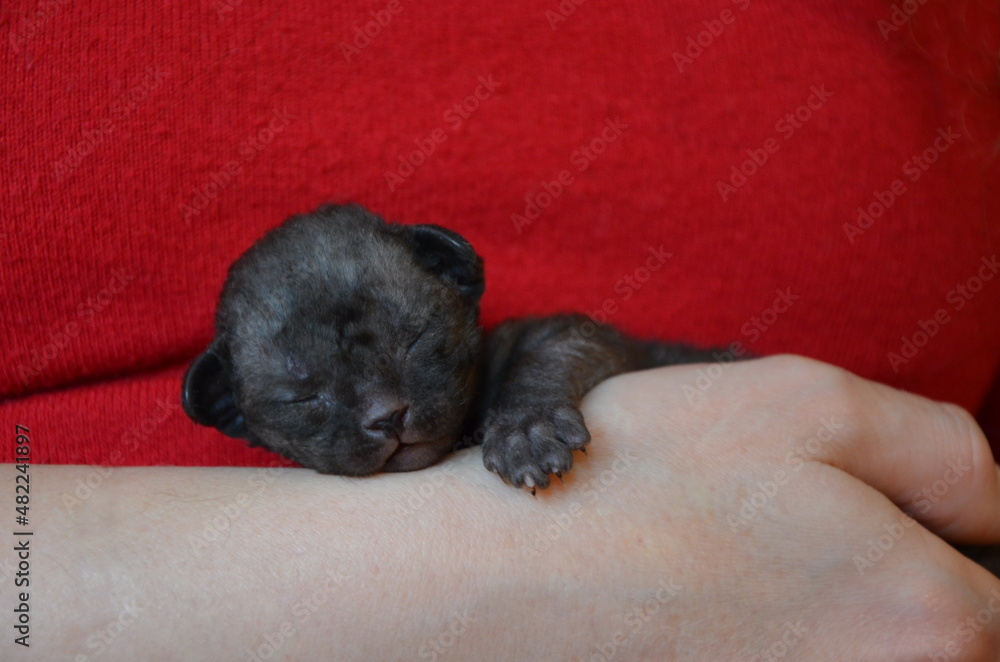 Obraz premium Devon Rex cat breed. Black kitten sleeps on the arm. Close-up on a red background.