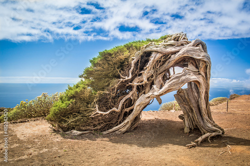 Vom Wind gebogener Wacholderbaum auf El Hierro, Kanarische Inseln


 photo