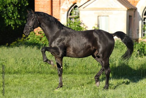 Free black horse performs piaffe on the grass
