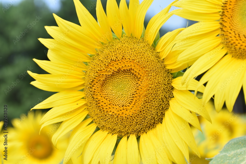 sunflower of sky sunflower of sky