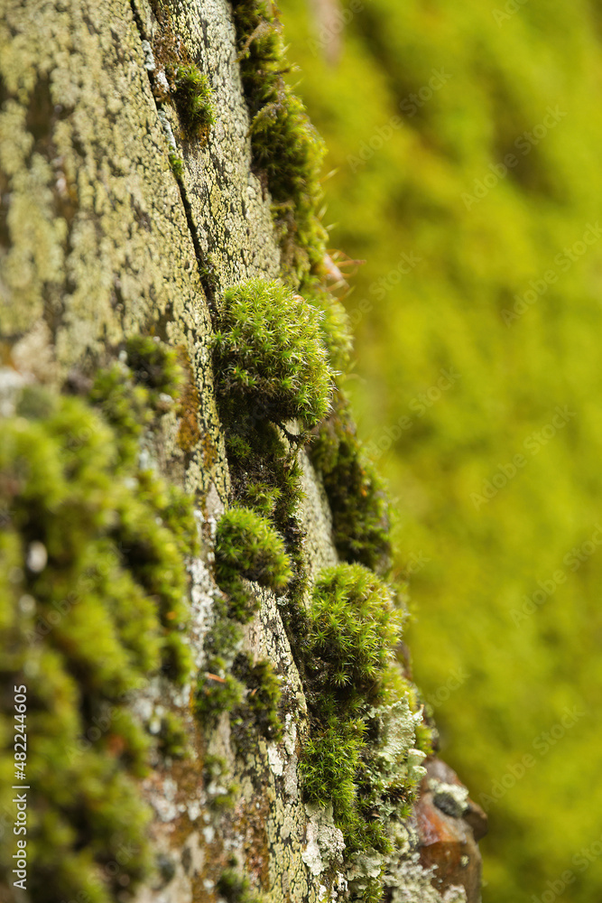 Moss and lichens on vertical rock Moss and lichens on vertical rock