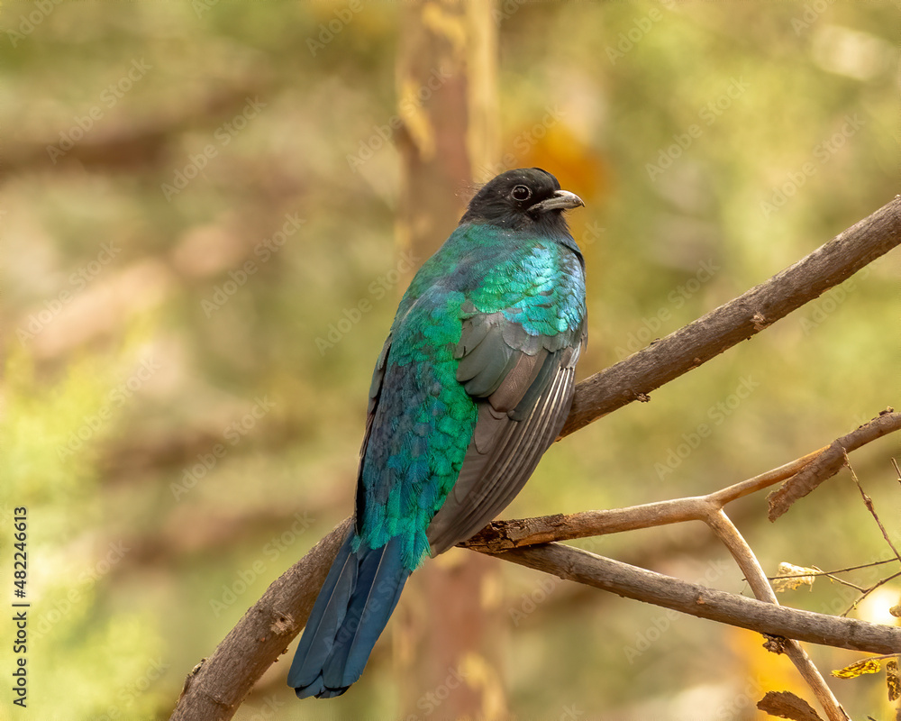 Eared Quetzal perched on branch in the Chiricahua Mountains 