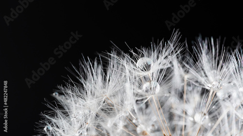 dandelion at black background. Beautiful dew drops on dandelion seed macro. Water drops on parachutes dandelion. Copy space. soft focus on water droplets. circular shape, abstract background