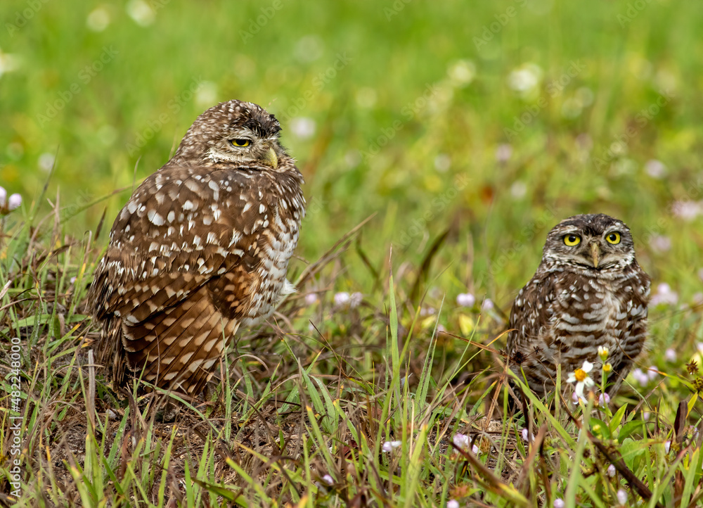 Pair of Burrowing owls sit outside burrow in Florida Pair of Burrowing owls sit outside burrow in Florida