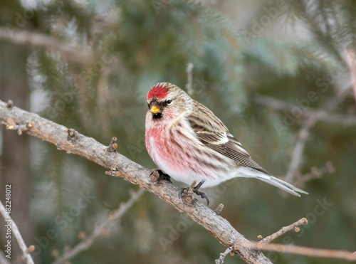 Common Redpoll perched on branch in Sax Zim Bog Minnesota 