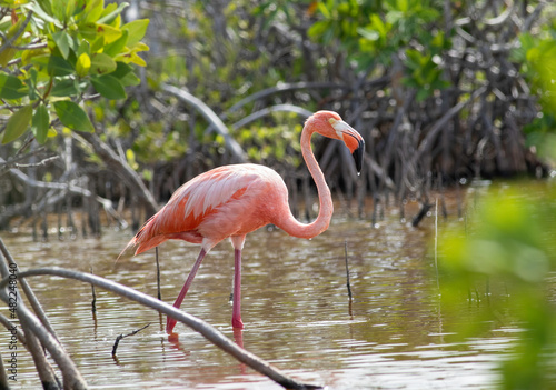 American Flamingo wading in the Mangroves of the Florida Keys 