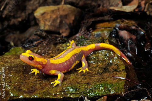 Feuersalamander // Fire salamander (Salamandra salamandra) - Albino