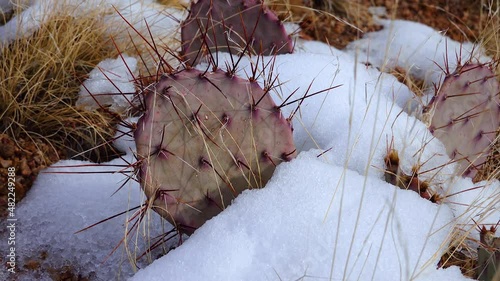 Arizona Cacti. Purple prickly pear, black spine prickly pea (Opuntia macrocentra), cacti in the winter in the mountains, snow on the ground photo