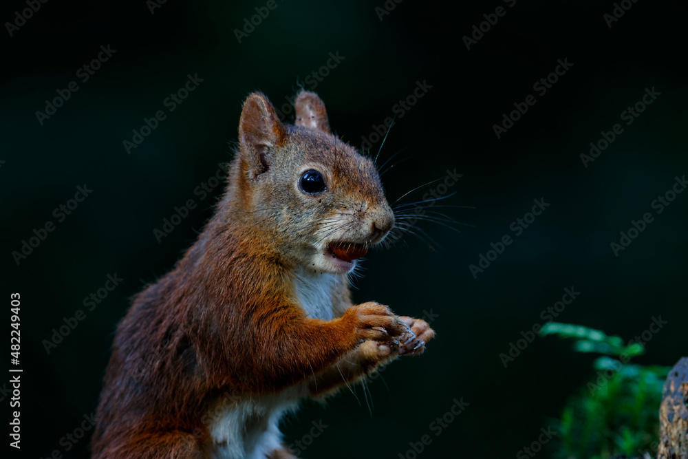 Eurasian red squirrel (Sciurus vulgaris) searching for food in the forest in the South of the Netherlands. Eurasian red squirrel (Sciurus vulgaris) searching for food in the forest in the South of the Netherlands.