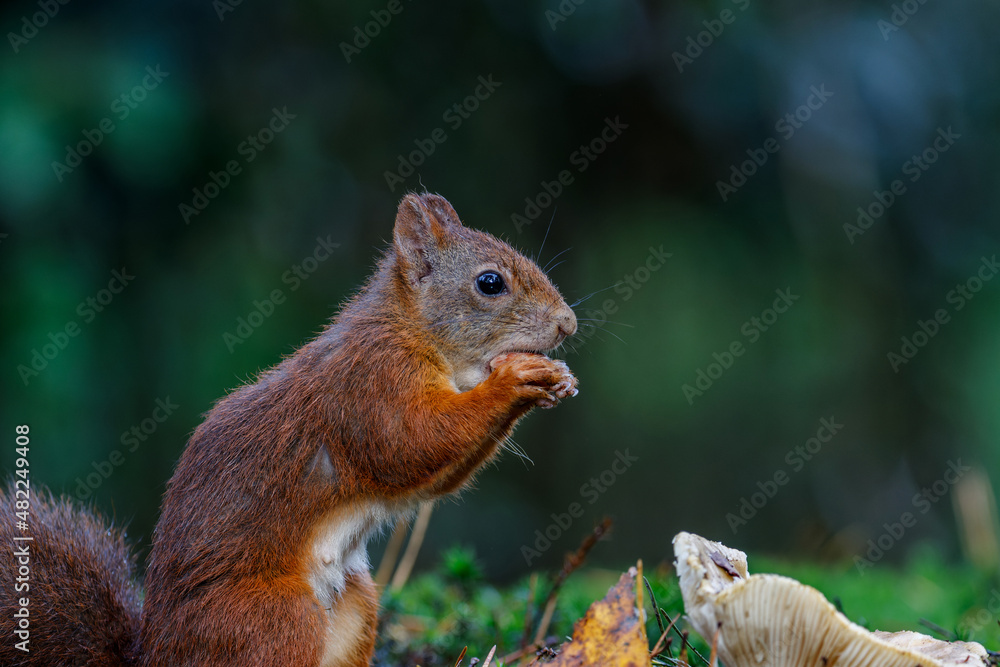 Eurasian red squirrel (Sciurus vulgaris) searching for food in the forest in the South of the Netherlands. Eurasian red squirrel (Sciurus vulgaris) searching for food in the forest in the South of the Netherlands.