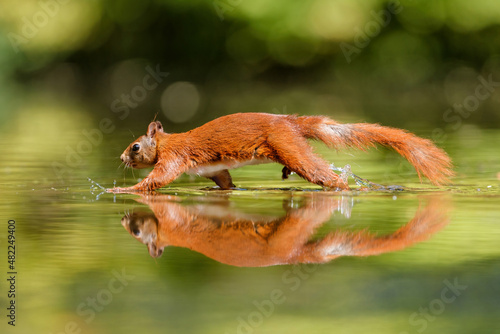 Eurasian red squirrel (Sciurus vulgaris) searching for food in the forest in the South of the Netherlands.  © henk bogaard