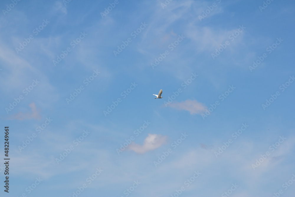 a great white egret in a blue sky with clouds a great white egret in a blue sky with clouds