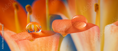 flower and rain drops - macro photography