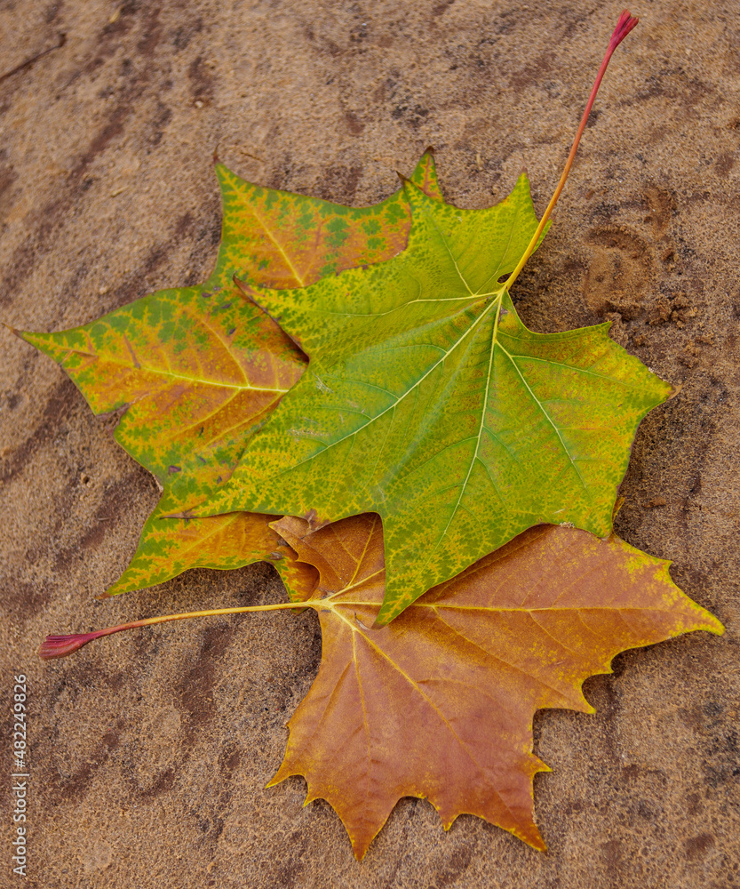 yellow autumn leaves on the sand yellow autumn leaves on the sand