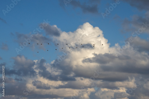 Big beautiful pelicans flying on blue sky