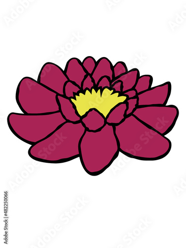 Schöne Seerose Design 