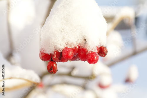Red viburnum berries in the snow in winter