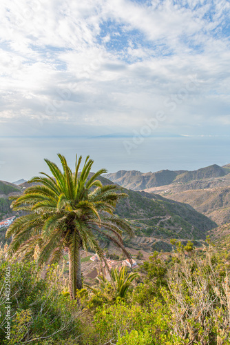 Slender palm tree dominating the caribbean landscape.