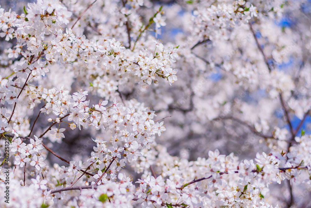 blossom plum tree in the garden. spring natural background blossom plum tree in the garden. spring natural background