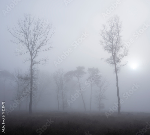 trees in mist on heath with other trees in the background