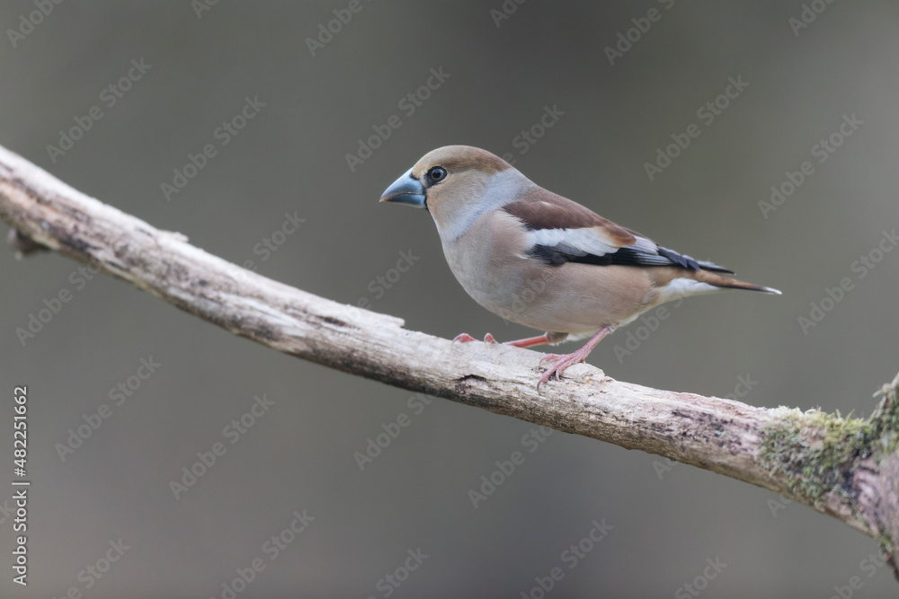 common European Hawfinch Coccothraustes coccothraustes in close view in woodland common European Hawfinch Coccothraustes coccothraustes in close view in woodland